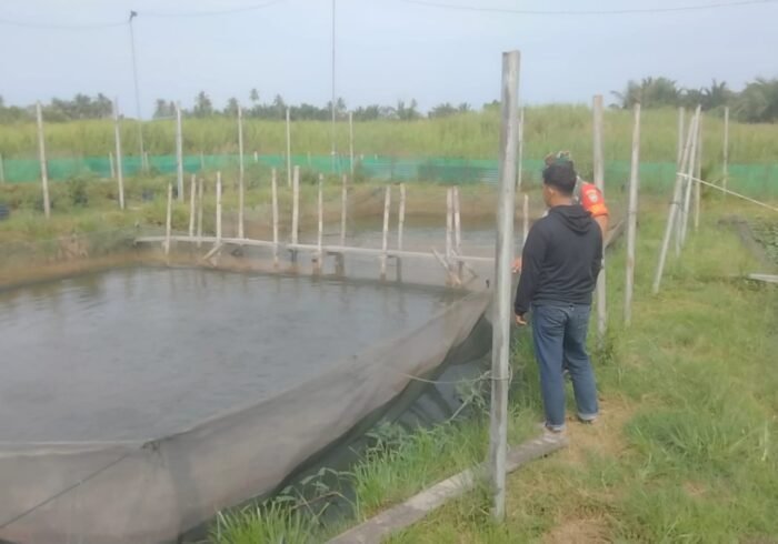 Ketahanan Pangan Gampong Padang Kleng Didorong Lewat Budidaya Lele yang Mulai Panen